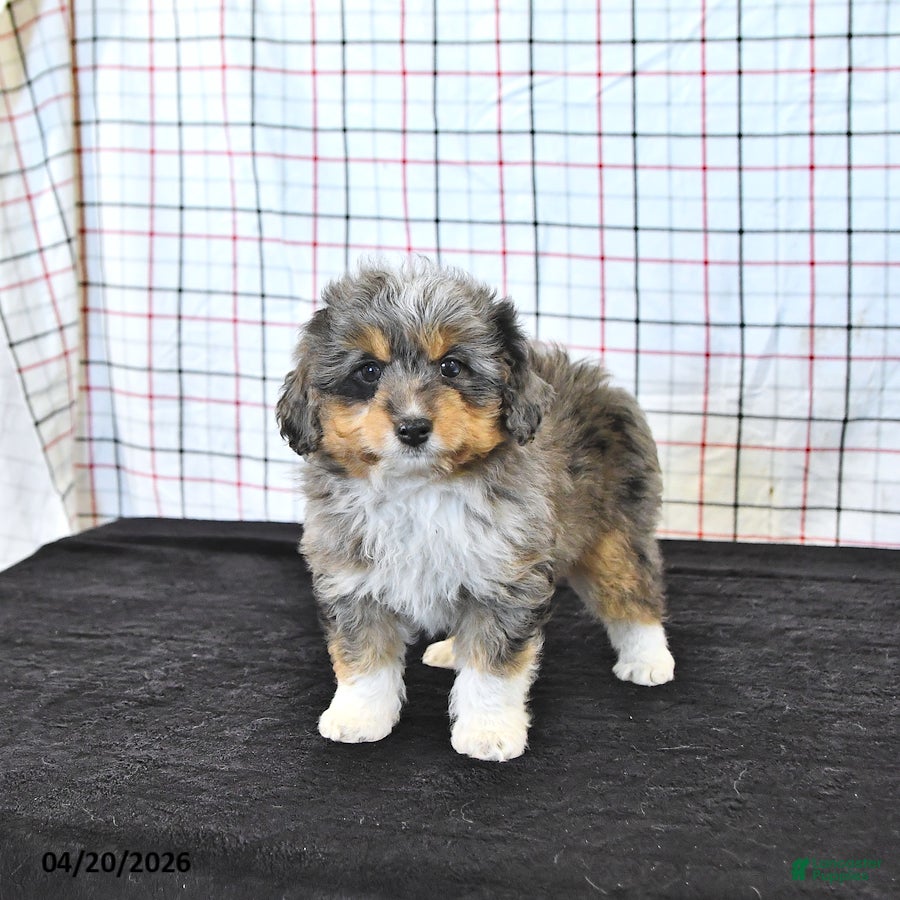 Mini Aussiedoodle dogs Wylie  EXRTA SMALL - Ad 2