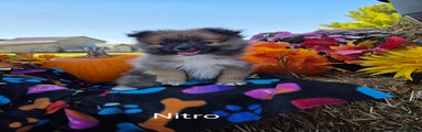 Nitro