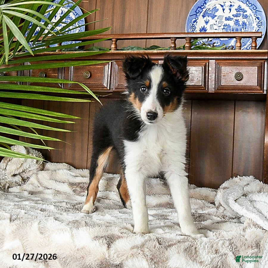 Shetland Sheepdog dogs Ken  - Ad 17