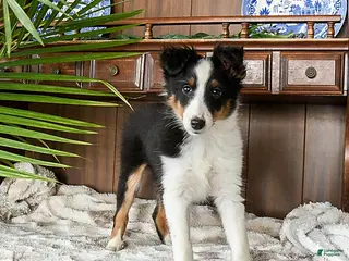 Shetland Sheepdog dogs Ken - Ad 17