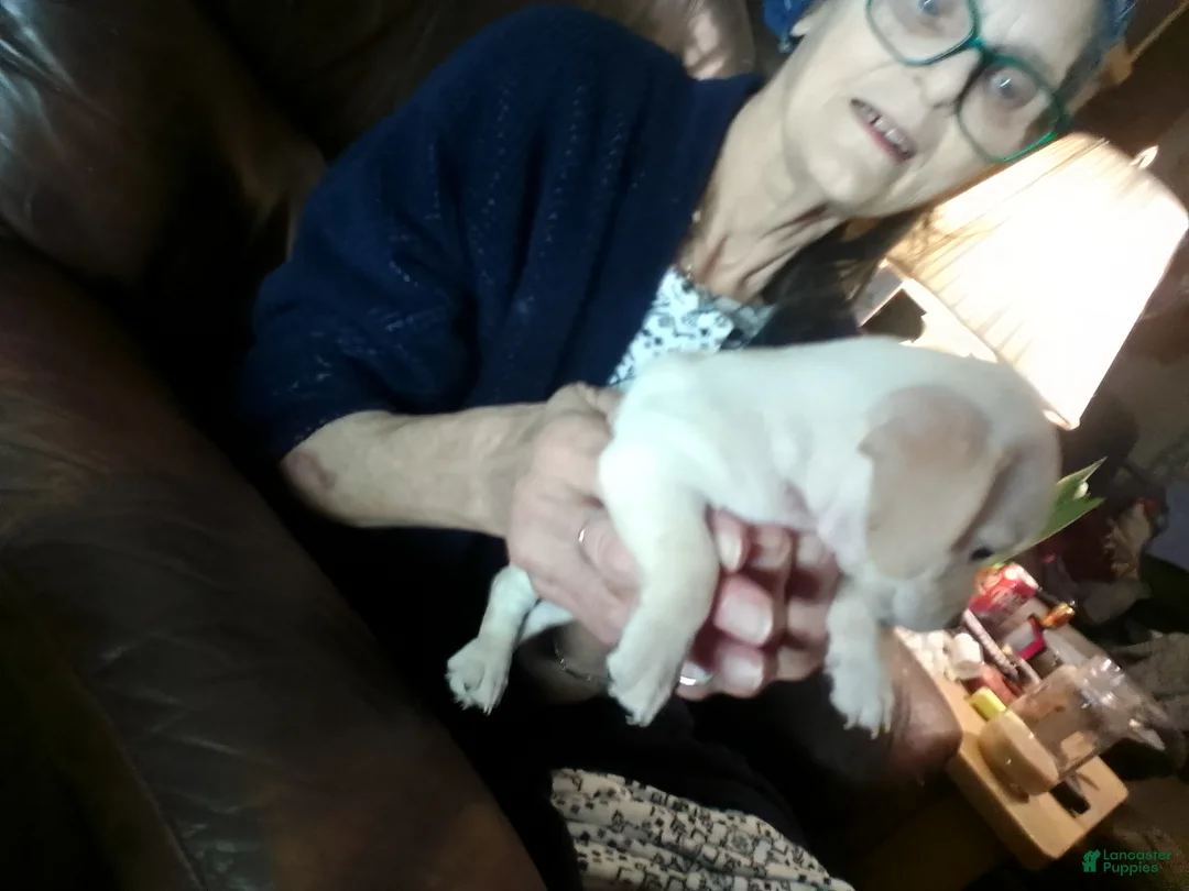 Chiweenie dogs for sale: Chiweenie Puppy 5 - Ad 2