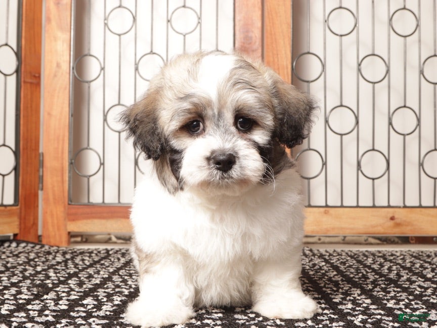 Teddy Bear dogs Aj Handsome Male Teddy Bear  - Ad 3