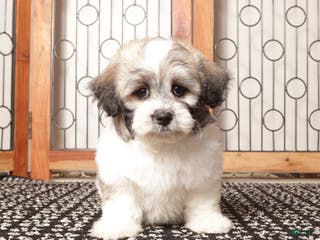 Teddy Bear dogs Aj Handsome Male Teddy Bear - Ad 8