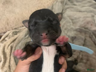 Mixed Breed dogs - Ad 24