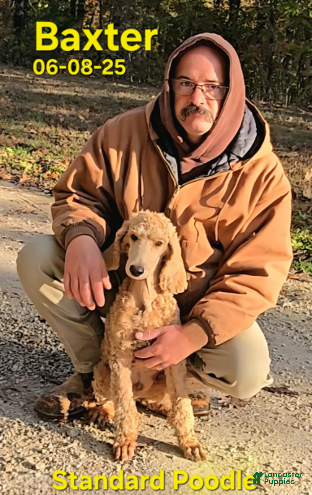 Standard Poodle dogs for sale: Baxter - Ad 1