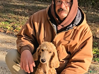 Standard Poodle dogs Baxter - Ad 23