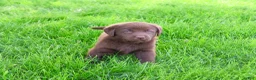 Labrador Retriever dogs for sale: Lulu - Ad 3