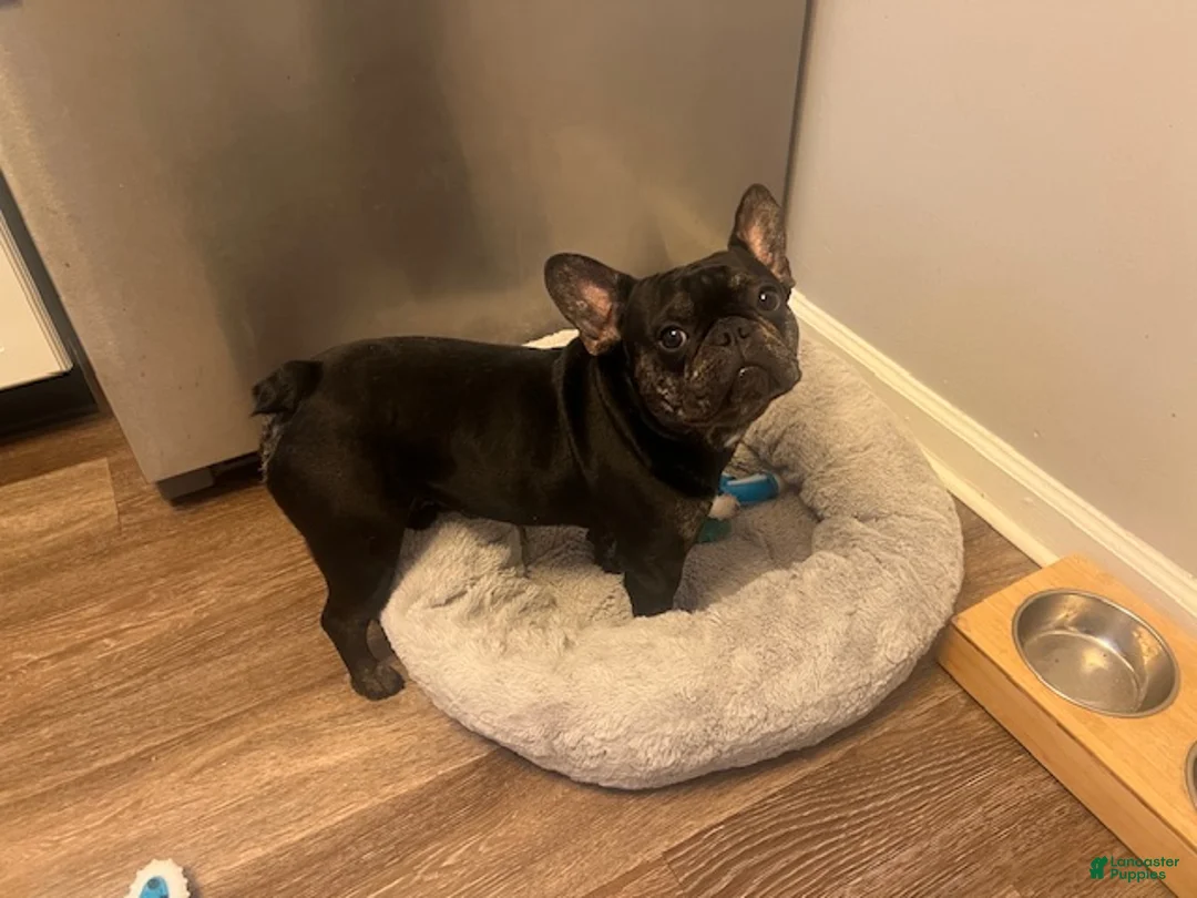 French Bulldog dogs for sale: French Bulldog Puppy 2 - Ad 2