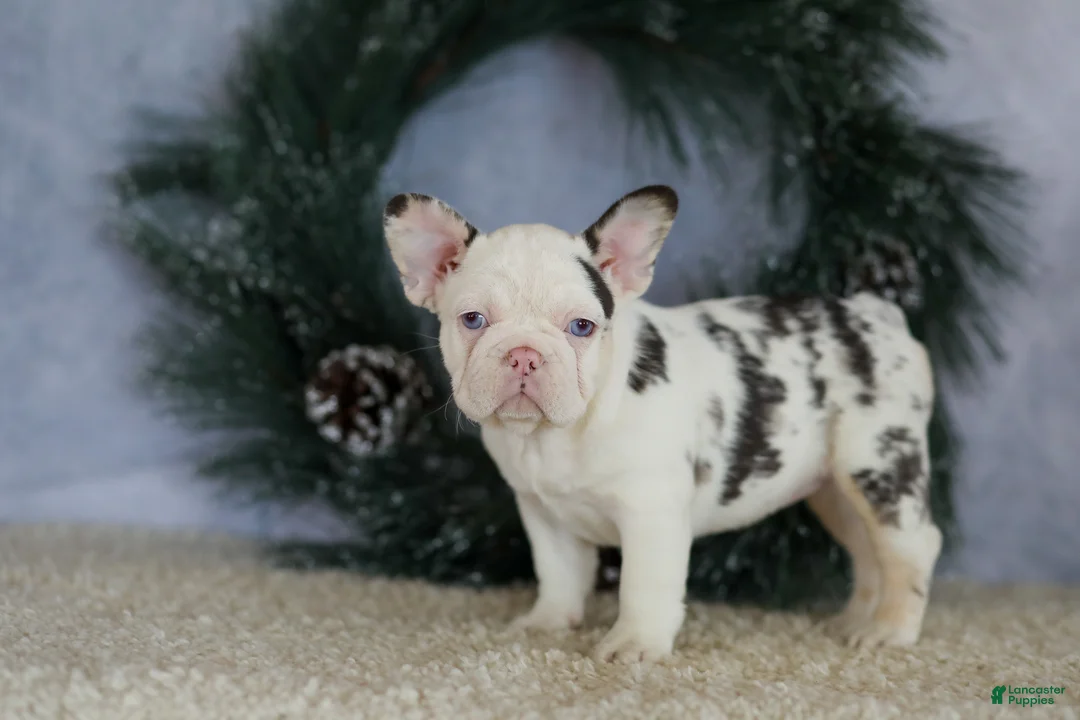 French Bulldog dogs for sale: Lady - Ad 1