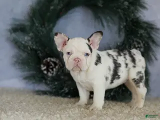 French Bulldog dogs Lady - Ad 6