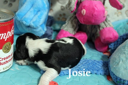 Cocker Spaniel dogs Josie - Ad 2