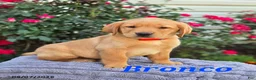 Labrador Retriever dogs for sale: Bronco - Ad 1