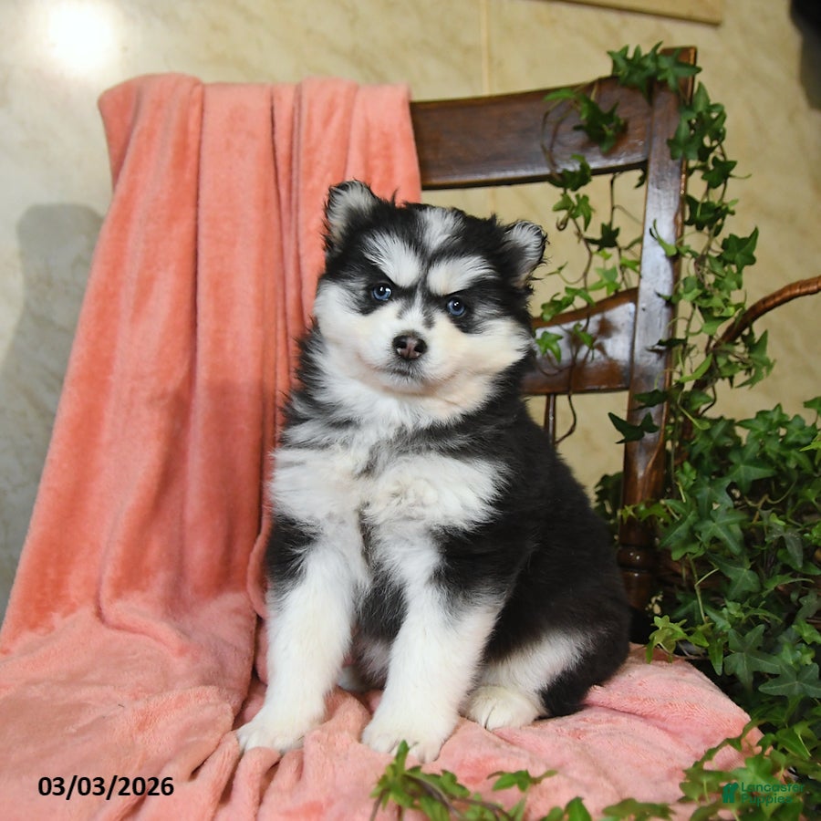Pomsky dogs Selena - Ad 1