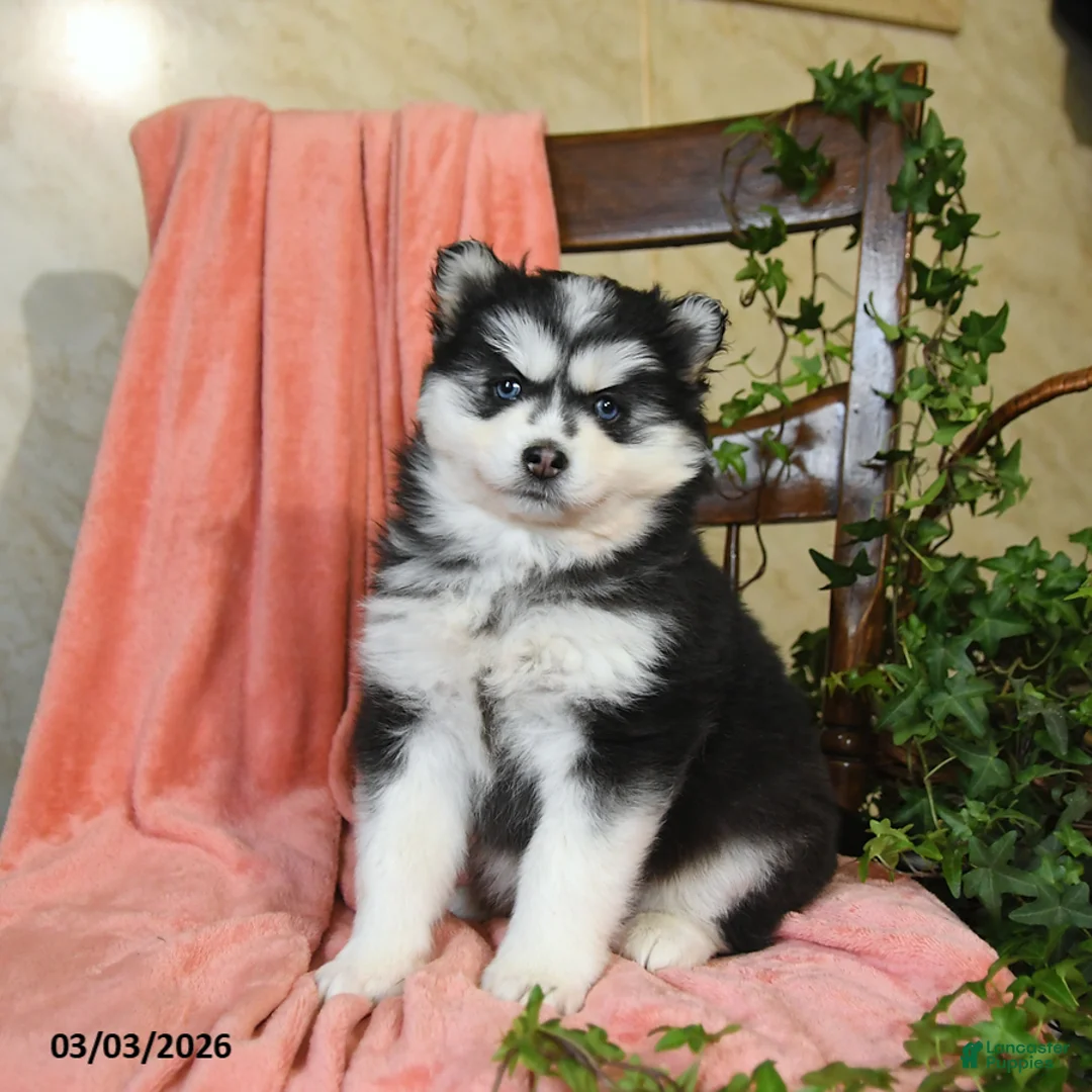 Pomsky dogs for sale: Selena - Ad 1