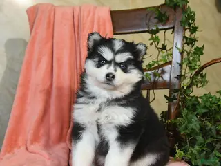 Pomsky dogs for sale: Selena - Ad 3