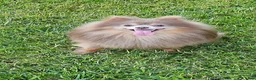 Pomeranian dogs for sale: Teddy - Ad 16