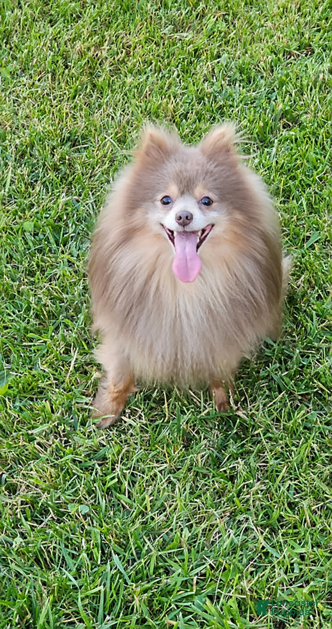Pomeranian dogs for sale: Teddy - Ad 16