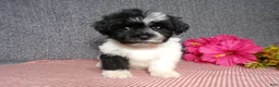 Havanese dogs for sale: Kandi - Ad 3