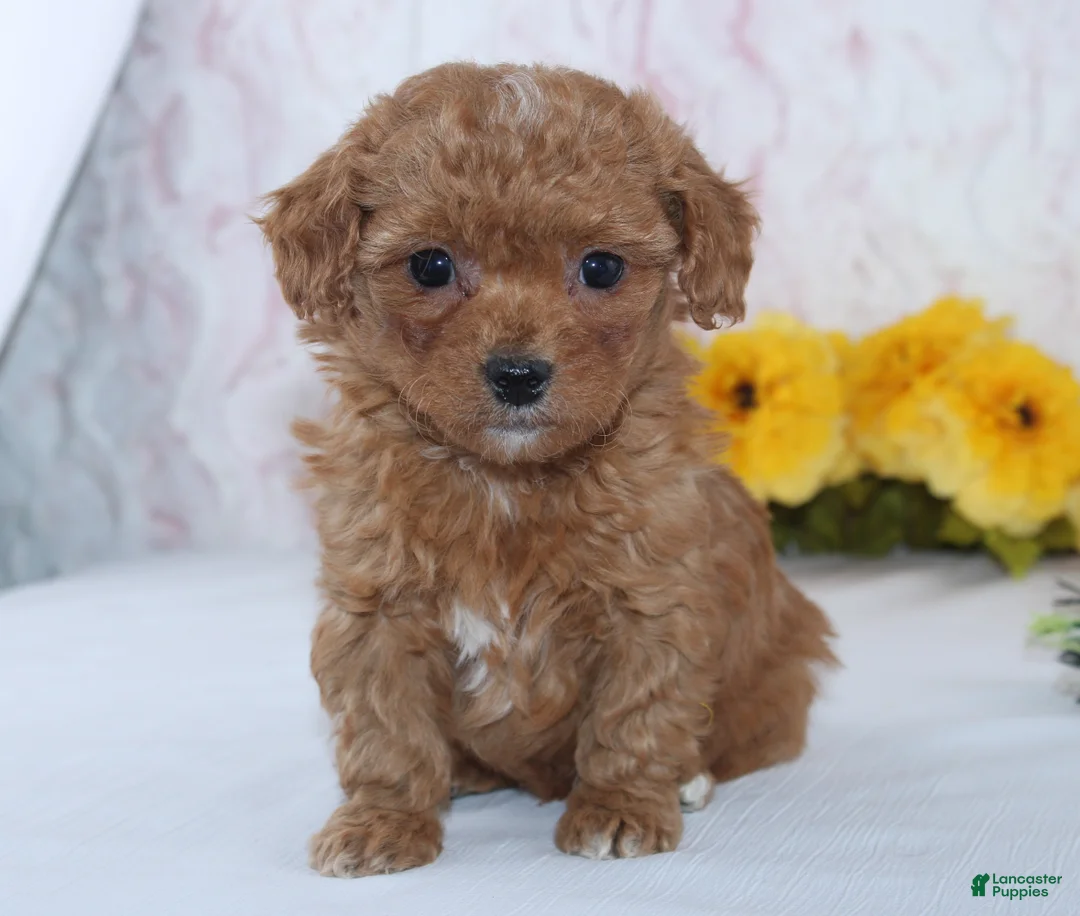 Mini Goldendoodle dogs for sale: Cade - Ad 4