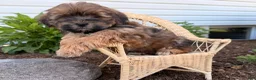 Shorkie dogs for sale: Pablo  - Ad 3