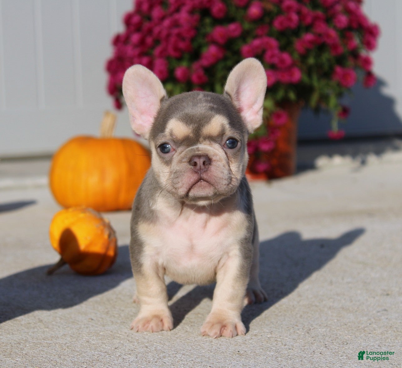 French Bulldog dogs for sale: Pumpkin - Ad 1