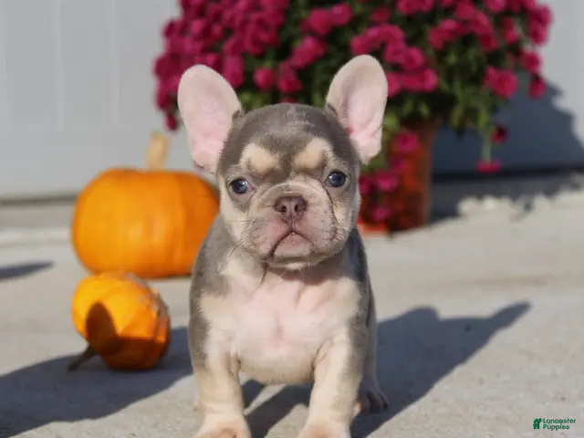 French Bulldog dogs for sale: Pumpkin - Ad 1