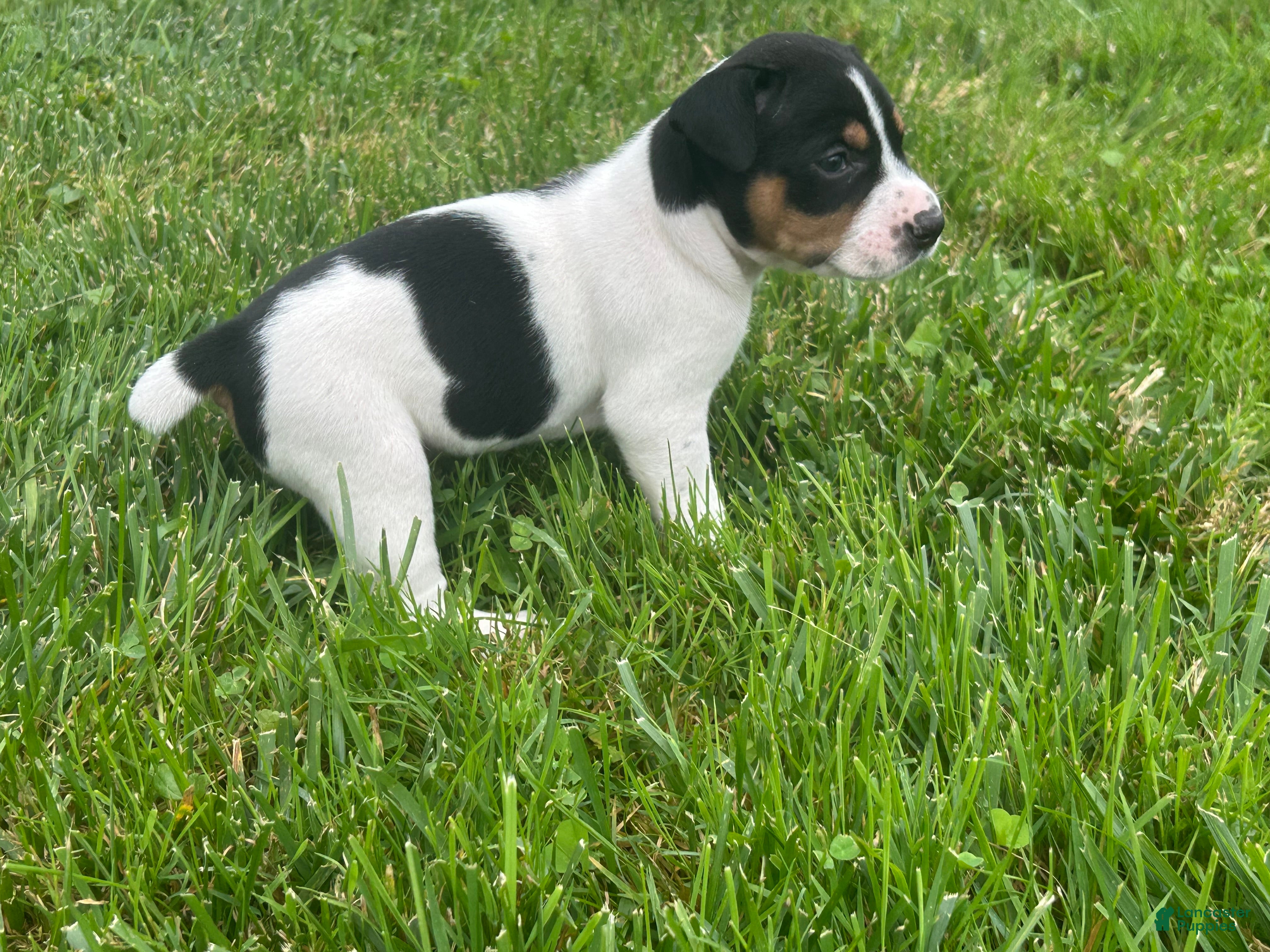 Rat Terrier dogs Old Dominion Terrier Boom - Ad 7