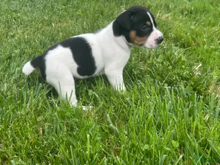 Rat Terrier dogs Old Dominion Terrier Boom - Ad 7