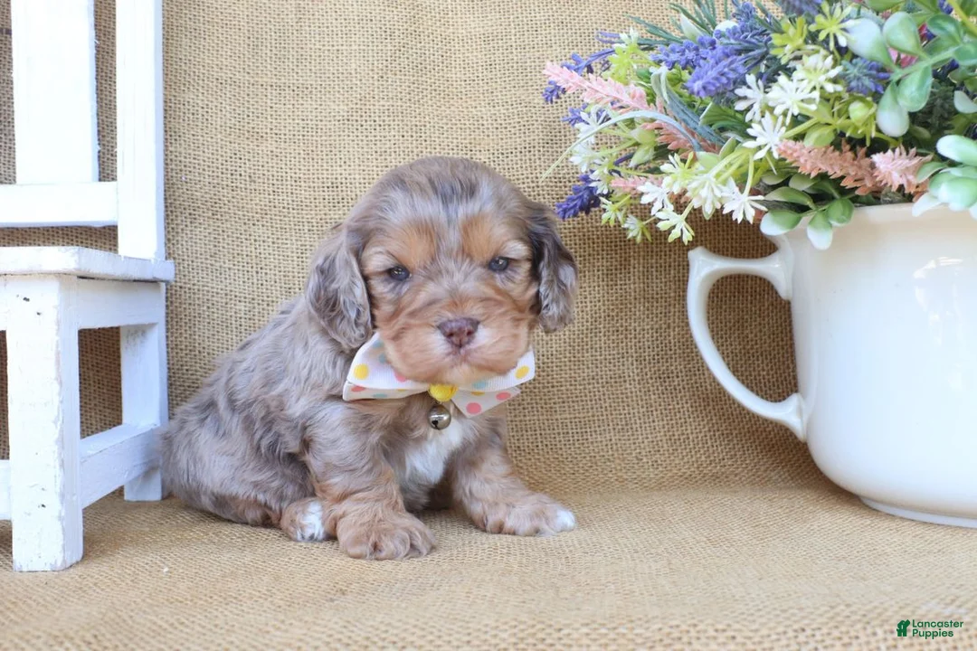 Cockapoo dogs for sale: Crew - Ad 2