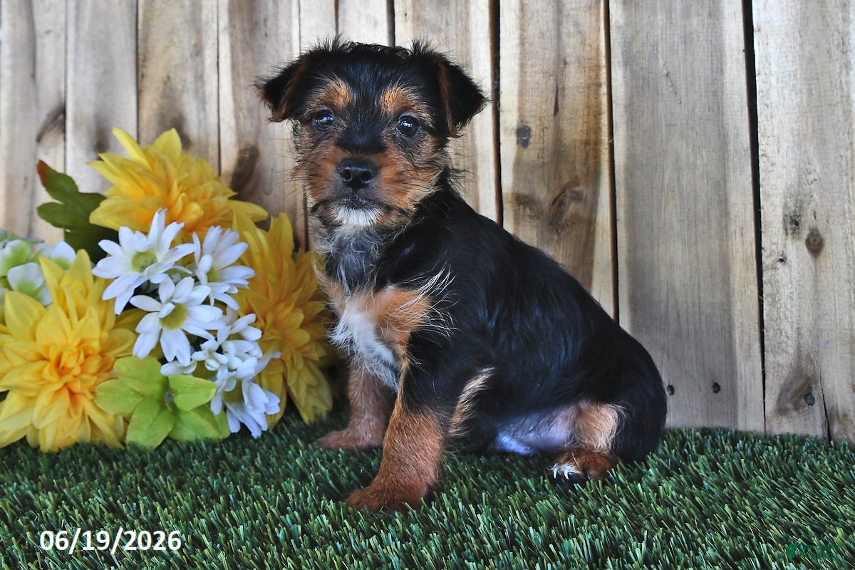 Yorkshire Terrier dogs Beau - Ad 2