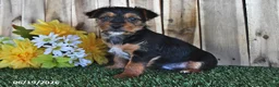 Yorkshire Terrier dogs for sale: Beau - Ad 2