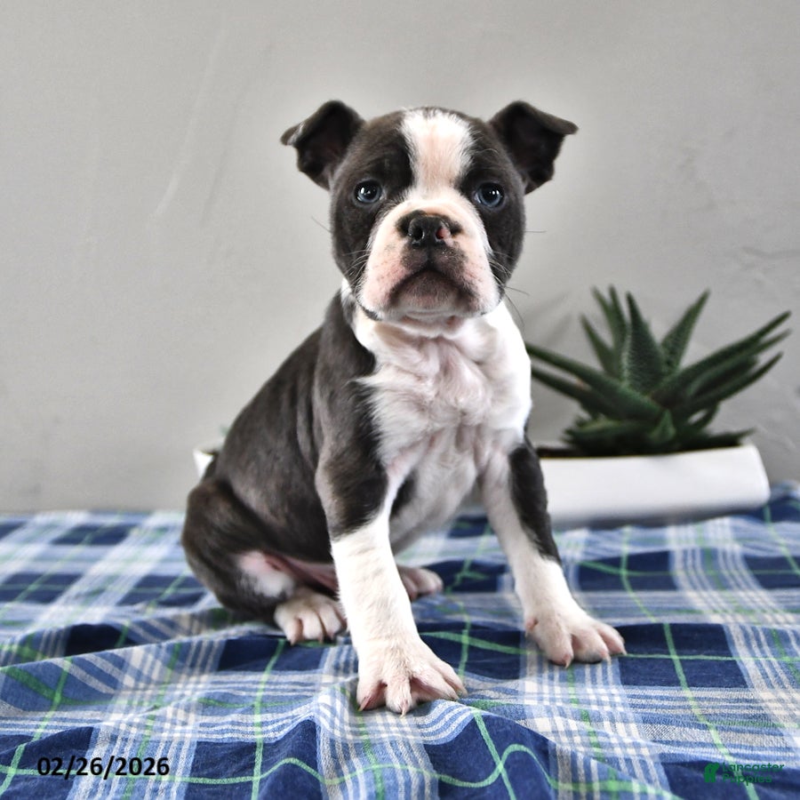 Frenchton dogs Eddie - Ad 1