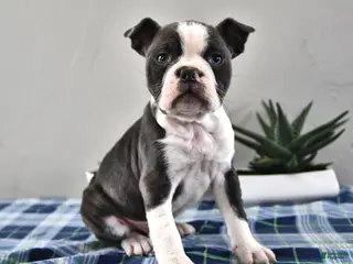 Frenchton dogs for sale: Eddie - Ad 1