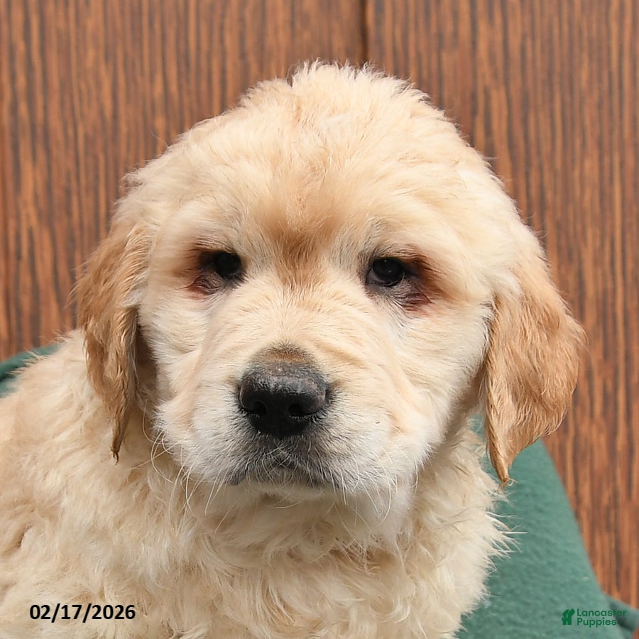 Golden Retriever dogs Bandit - Ad 2