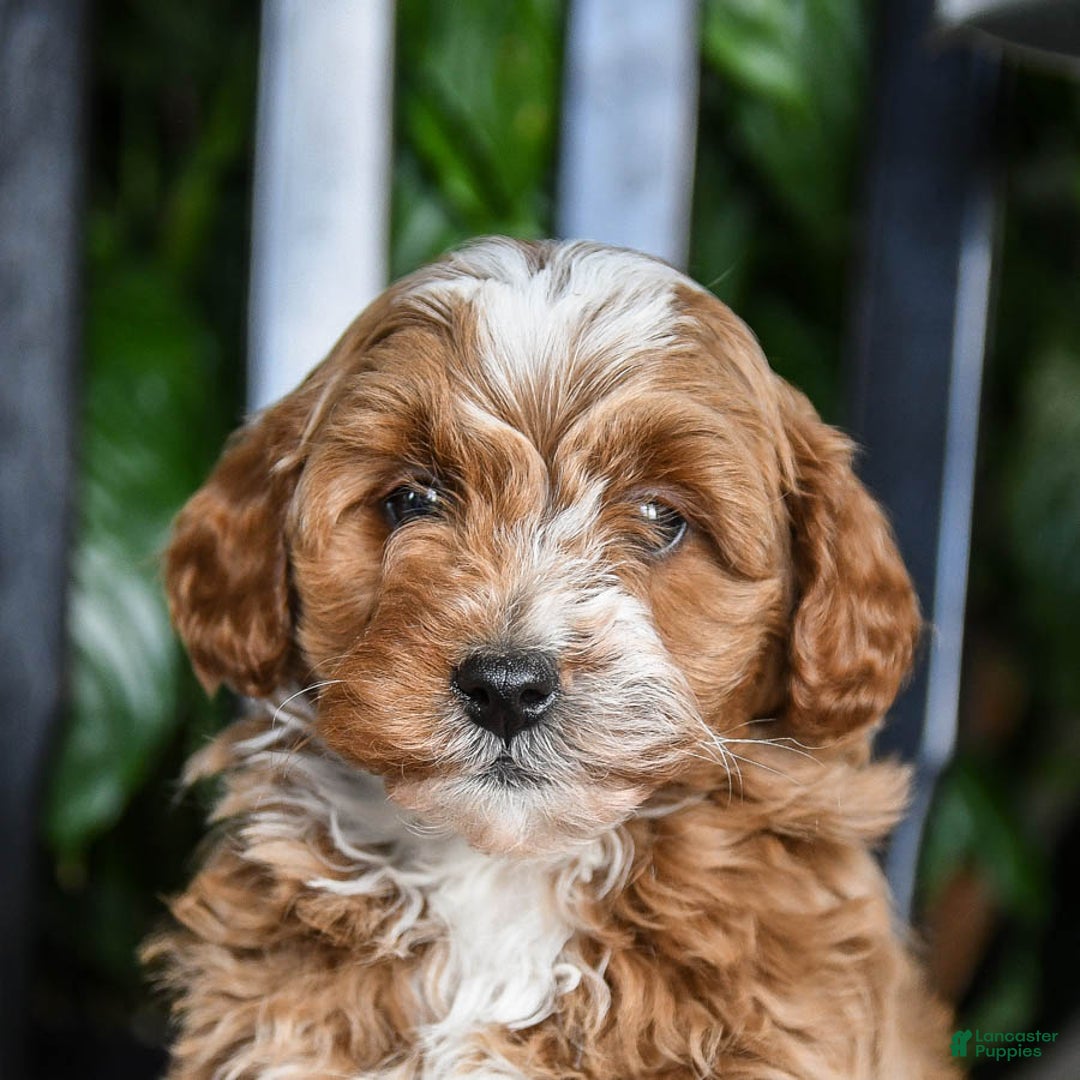 Cavapoo dogs for sale: Blizzard - Ad 5