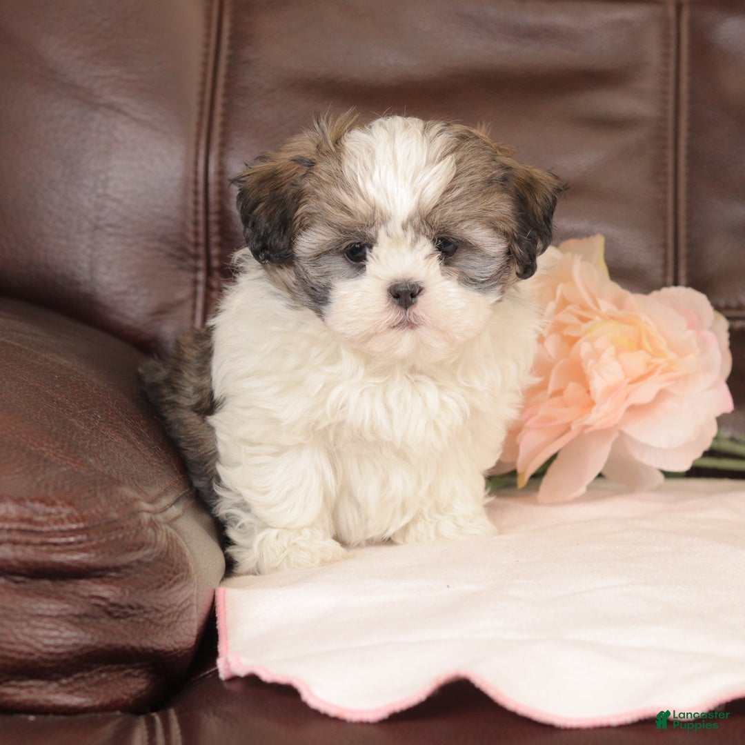 Mixed Breed dogs for sale: Copper - Ad 4