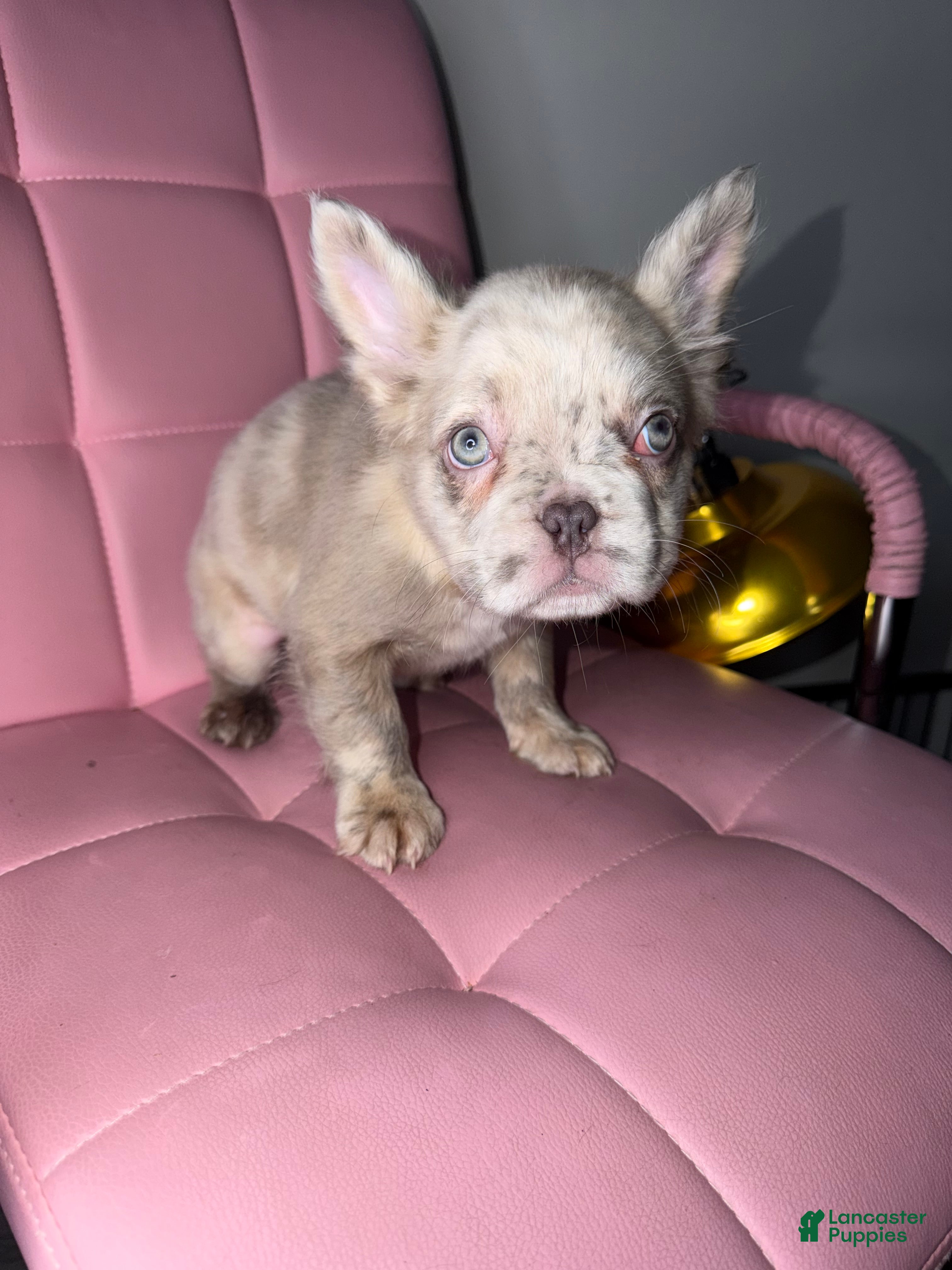 French Bulldog dogs French Bulldog Puppy 7 - Ad 2