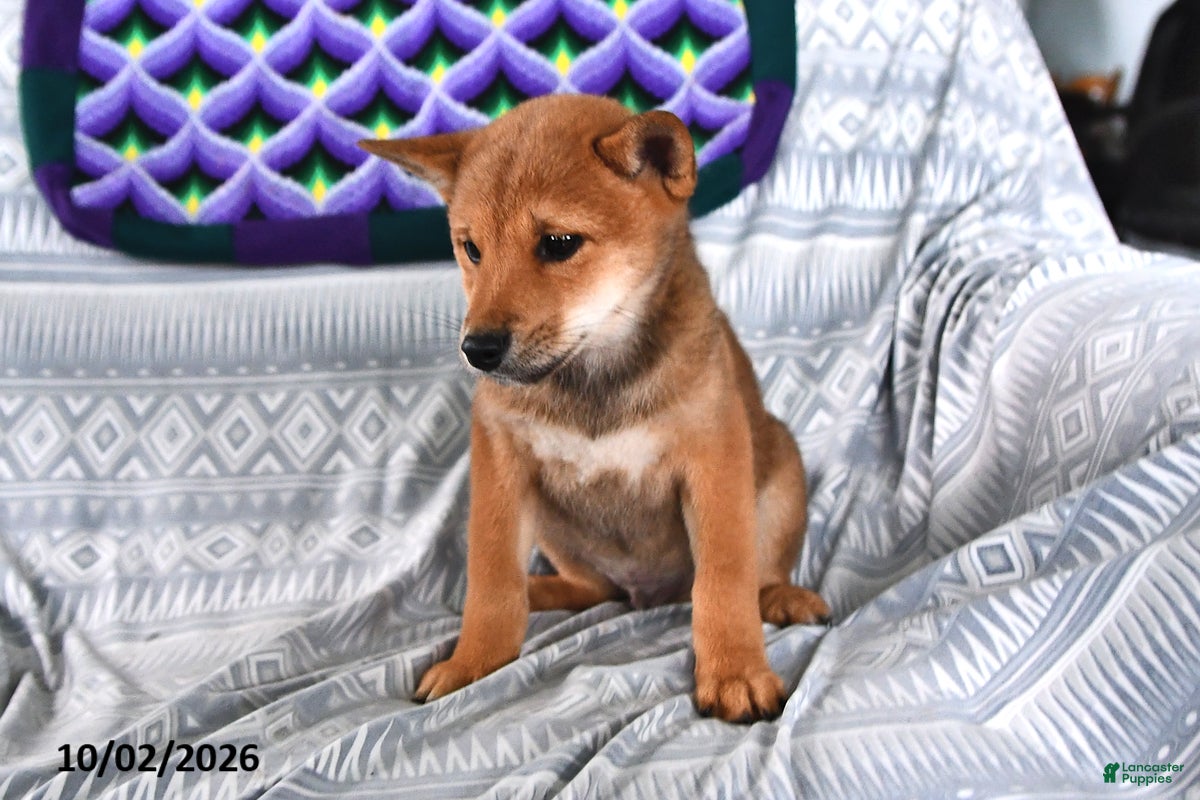 Shiba Inu dogs Korey - Ad 2