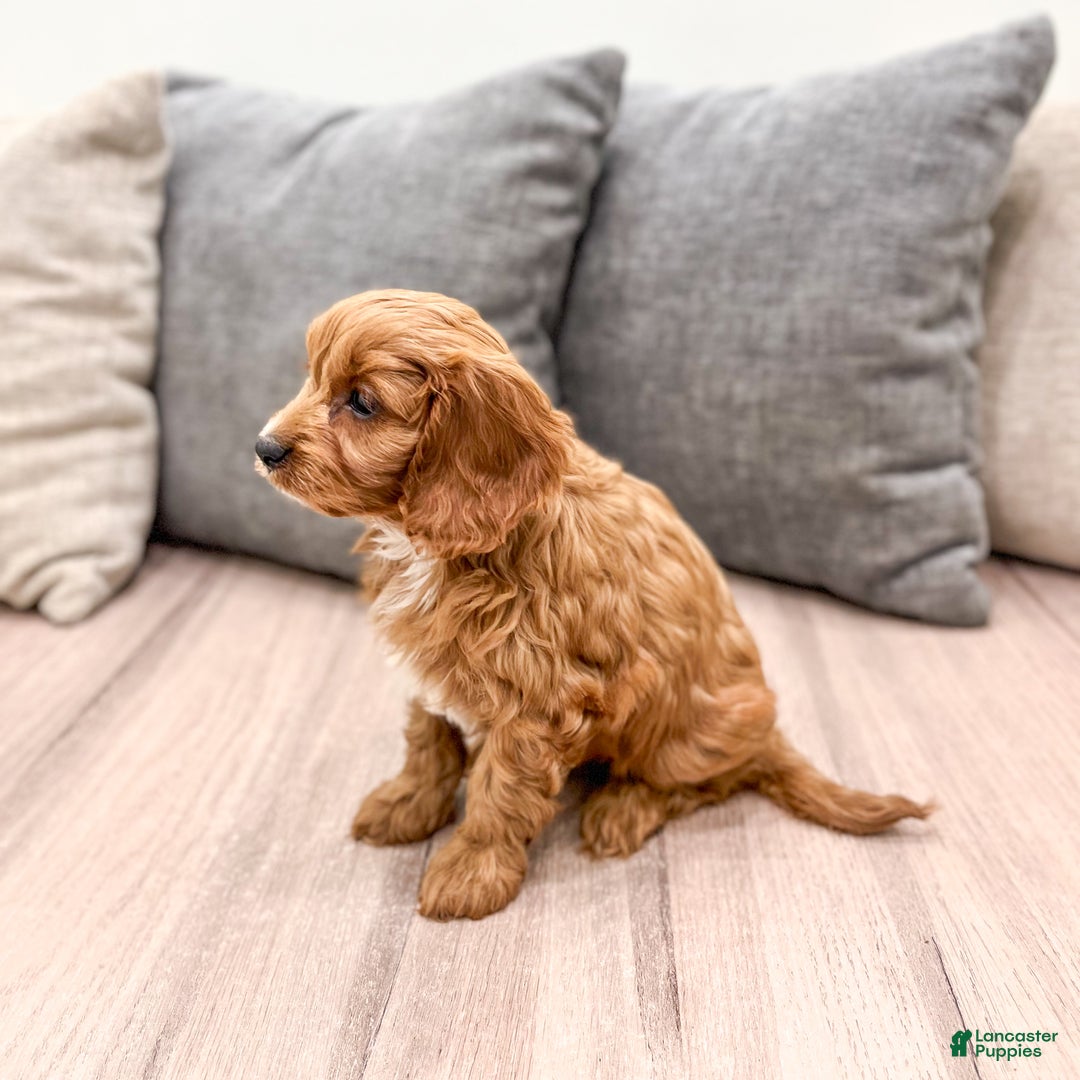 Cavapoo dogs for sale: Sugar - Ad 3