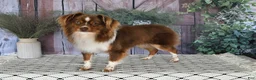 Toy Australian Shepherd dogs for sale: Bronson - Ad 30
