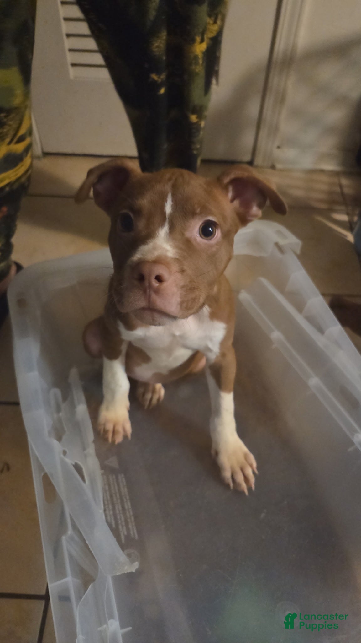 Mixed Breed dogs Mixed Breed Puppy 5 - Ad 6