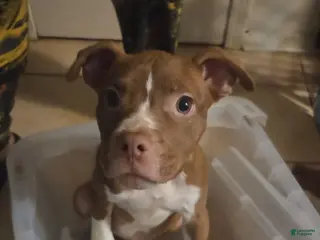 Mixed Breed dogs Mixed Breed Puppy 5 - Ad 6