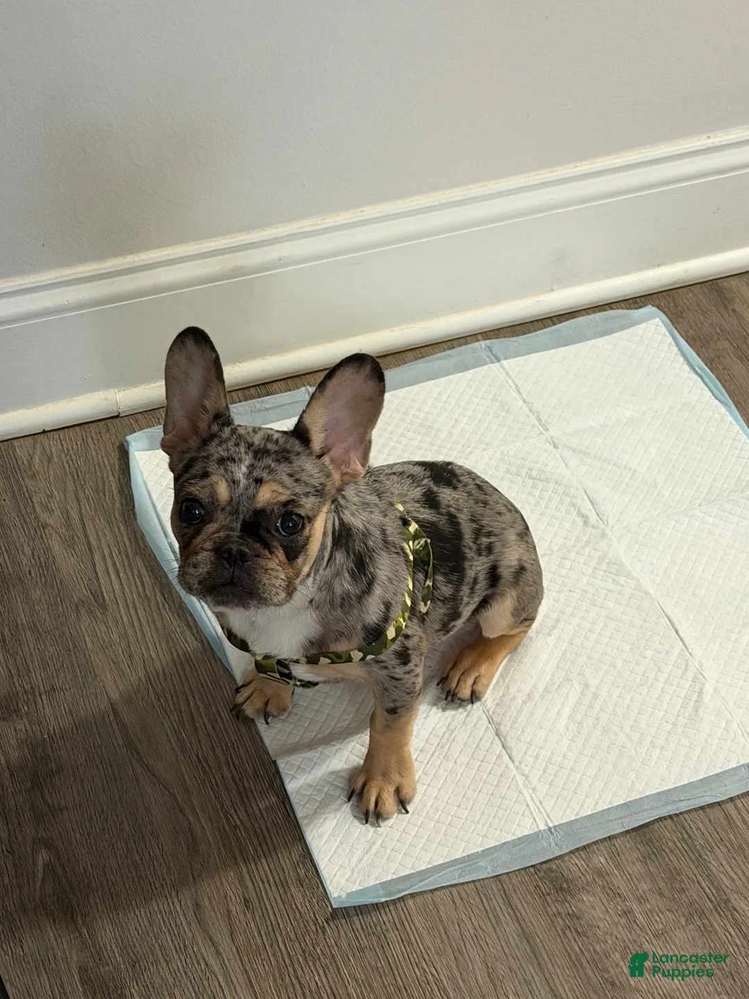 French Bulldog dogs for sale: French Bulldog Puppy 1 - Ad 4