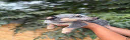 Australian Cattle Dog dogs for sale: Australian Cattle Dog 5 - Ad 2