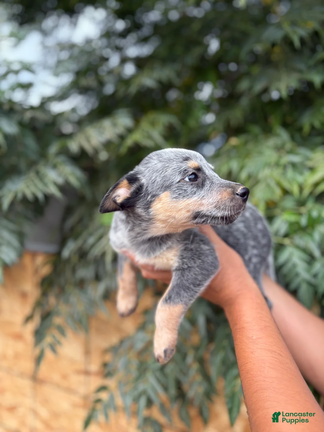 Australian Cattle Dog dogs for sale: Australian Cattle Dog 5 - Ad 2