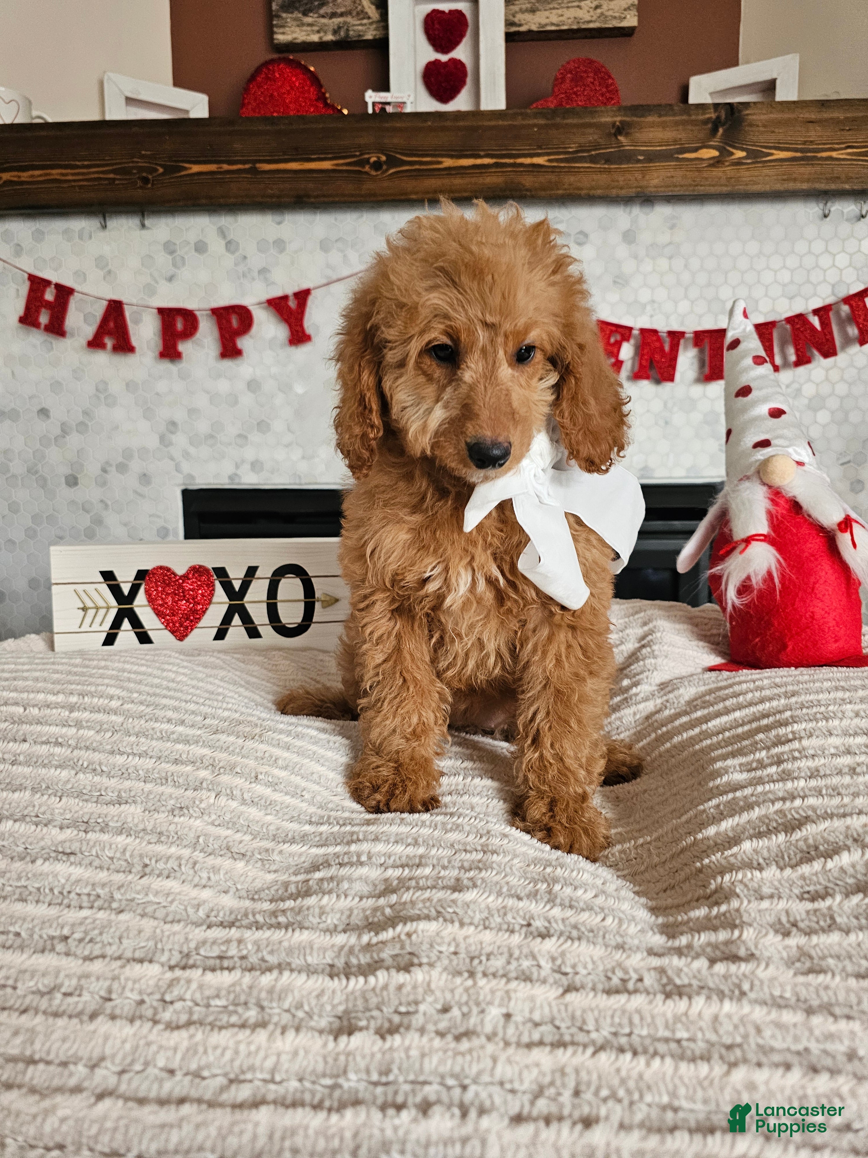 Mini Goldendoodle dogs Rosie - Ad 24