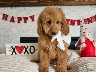 Mini Goldendoodle dogs Rosie - Ad 6