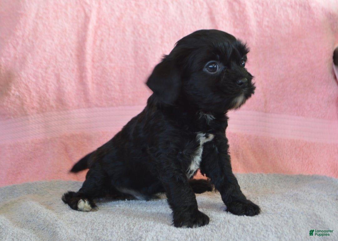 Yorkiepoo dogs for sale: Elvis - Ad 3