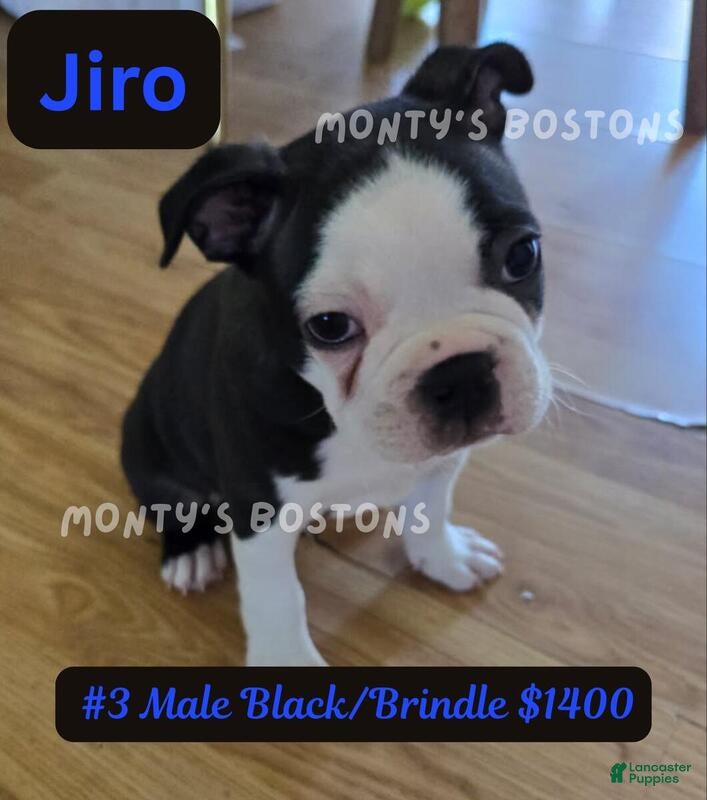 Boston Terrier dogs Jiro - Ad 5
