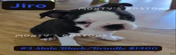 Boston Terrier dogs for sale: Jiro - Ad 1